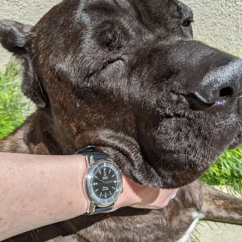 Sherpa Super-Dive on the wrist next to the head of a large dog